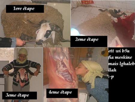 les etapes du mouton